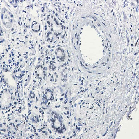 Recombinant Rad21 Monoclonal Antibody - 2