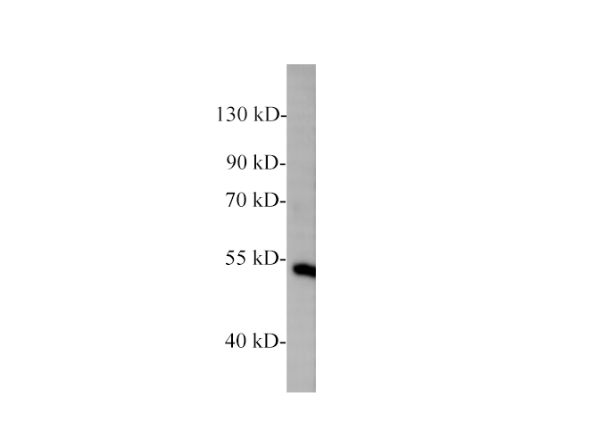 Zebrafish NF-kB p65 Polyclonal Antibody - 1