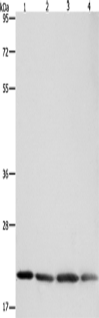 BAX Polyclonal Antibody - 1
