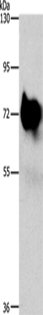 SYN1 Polyclonal Antibody - 1