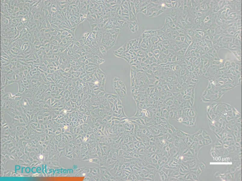 VERO C1008 [Vero E6] Cell Complete Medium - 2