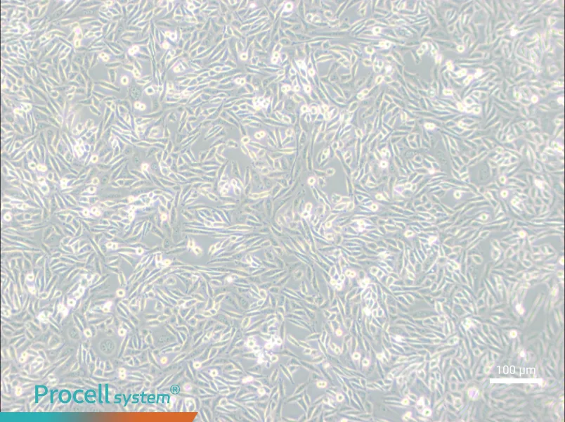 CHO-K1 Cell Complete Medium - 2