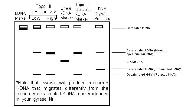 kDNA + DNA Gyrase Gel Results