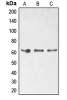 CPA1384-200ul | Rabbit Anti-ELK1 (Phospho-S389) Polyclonal CPA1384-200ul | Rabbit Anti-ELK1 (Phospho-S389) Polyclonal