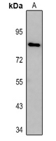 Western blot analysis of DTX3L expression in mouse thymus (A) whole cell lysates. (Predicted band size: 83 kD; Observed band size: 84 kD)