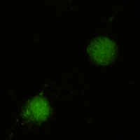 CQA8101-30ul | Rabbit Anti-FUBP1 Monoclonal Antibody