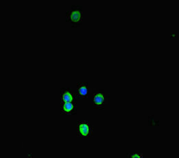 Immunofluorescence(IF) - Nlrp3 Antibody