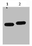 Western Blotting(WB) 1- mCherry Monoclonal Antibody