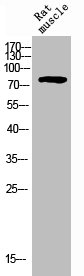 Western Blotting(WB) 1- PECAM1 Antibody