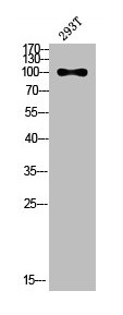 Western Blotting(WB) 4- PECAM1 Antibody