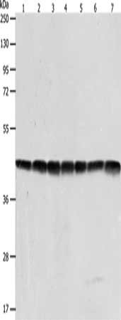 Western Blotting(WB) - ACTB Antibody