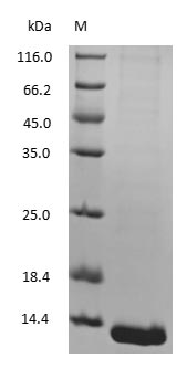 CSB-NP004901m-SDS