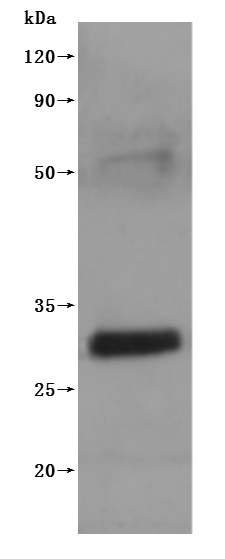 CSB-MP005498MO(F3)-WB SDS-page