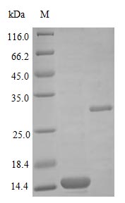 CSB-AP002981HU SDS-page