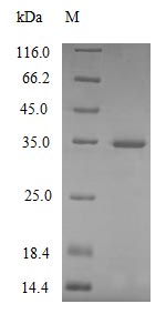 SDS-PAGE- Recombinant protein Mouse C1qa