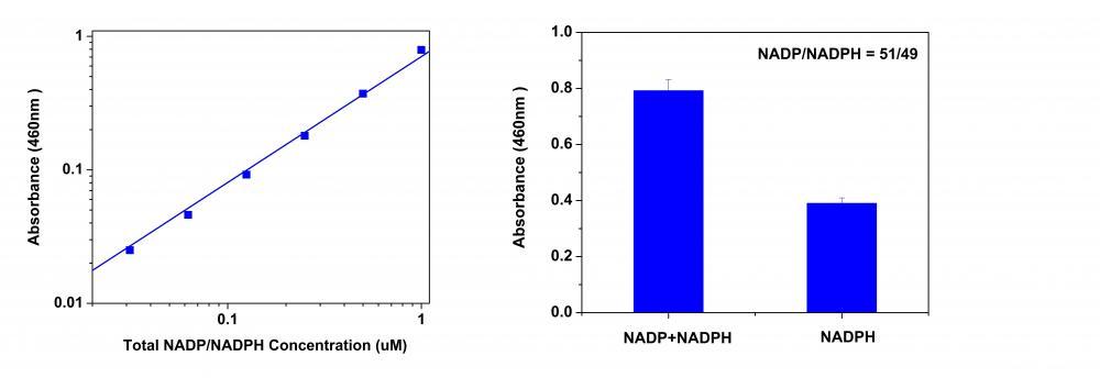 Amplite® Colorimetric NADP/NADPH Ratio Assay Kit is used to measure total NADP/NADPH amount and NADP/NADPH ratio in a white/clear 96-well microplate using a SpectraMax microplate reader (Molecular devices). Left: Total NADPH and NADP dose response; Right: NADP/NADPH ratio: Equal amount of NADP and NADPH mixture was treated with or without NADP extraction solution for 15 minutes, and then neutralized with extraction solution at room temperature. The signal was read at 460 nm. NADP/NADPH molar ratio is calculated based on the absorbance shown in the figure on the right.