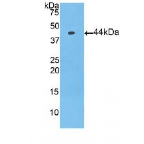 Western blot analysis of recombinant Mouse PIP.