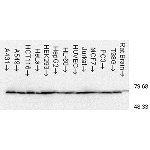 Anti-HSP70 Monoclonal Antibody (Clone : C92F3A-5) - ATTO 390