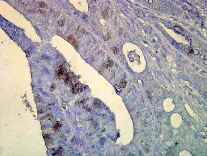Anti-HSP70 Monoclonal Antibody (Clone : C92F3A-5) - ATTO 488