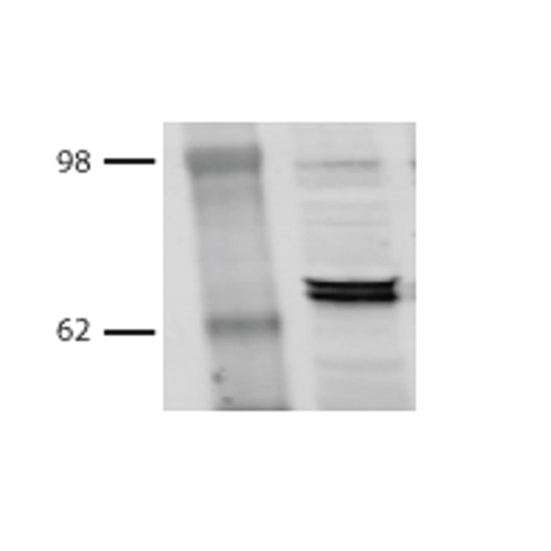Anti-HSP70/HSC70 Monoclonal Antibody (Clone : BB70) - Alkaline Phosphatase(Discontinued)