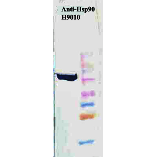 Anti-HSP90 Monoclonal Antibody (Clone : H9010) - ATTO 390