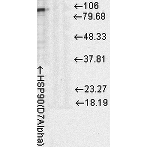 Anti-HSP90 Monoclonal Antibody (Clone : D7A) - ATTO 390