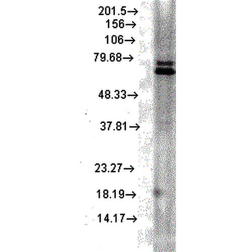 Anti-HSP70 Monoclonal Antibody (Clone : 5A5) - ATTO 390