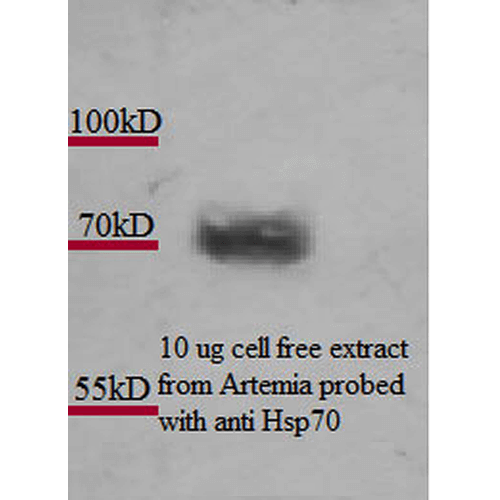Anti-HSP70 Monoclonal Antibody (Clone : 3A3) - Alkaline Phosphatase(Discontinued)