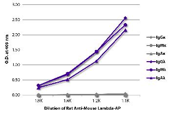 Rat Anti-Mouse Lambda-AP