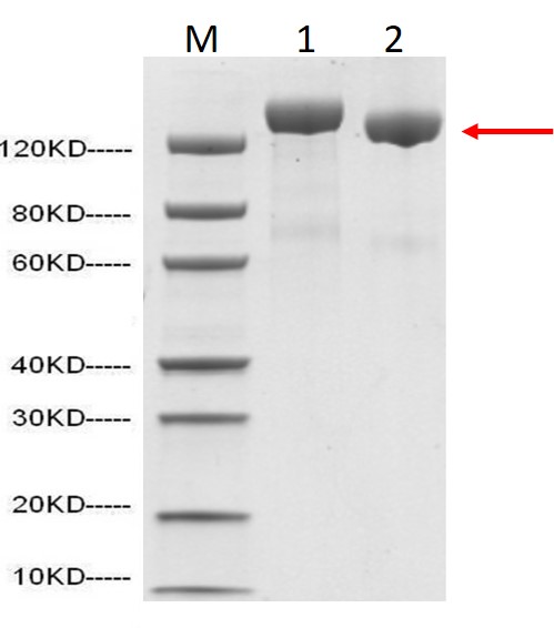 SARS-CoV-2 Spike protein (ECD, His and Flag Tag) C-Terminus