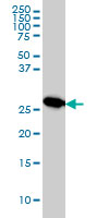Western Blot (Cell lysate)