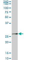 Western Blot (Cell lysate)