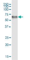 Western Blot (Cell lysate)