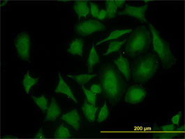 Immunofluorescence