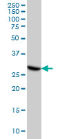 Western Blot (Cell lysate)