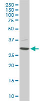 Western Blot (Cell lysate)
