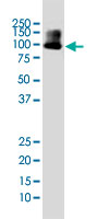 Western Blot (Cell lysate)