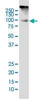 Western Blot (Cell lysate)