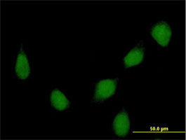 Immunofluorescence
