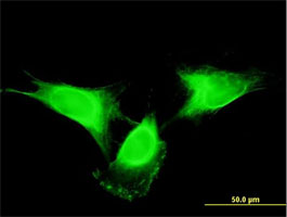 Immunofluorescence