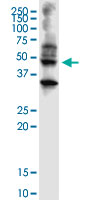 Western Blot (Cell lysate)