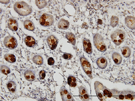 Immunohistochemistry (Formalin/PFA-fixed paraffin-embedded sections)