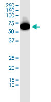 Western Blot (Cell lysate)