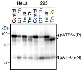 Western Blot (Cell lysate)