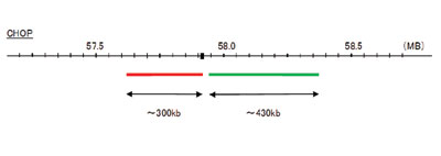 Hybridization position of the probes on the chromosome: