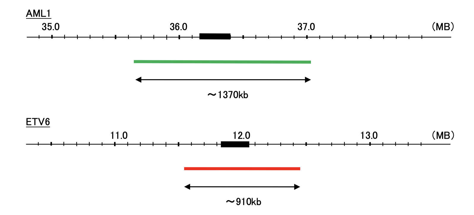 <br>Hybridization position of the probes on the chromosome.