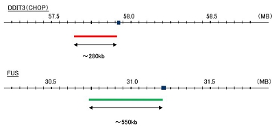 Hybridization position of the probes on the chromosome:
