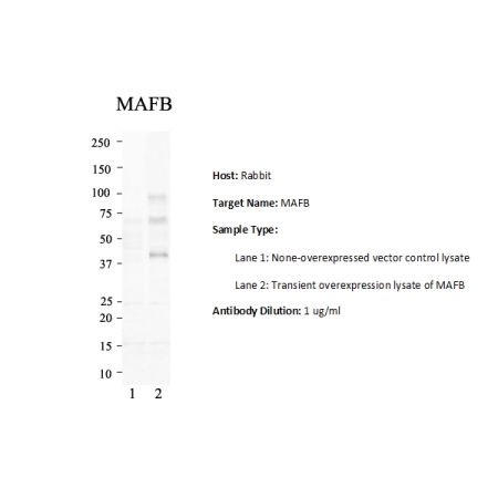 Transient overexpression lysate of MAFB