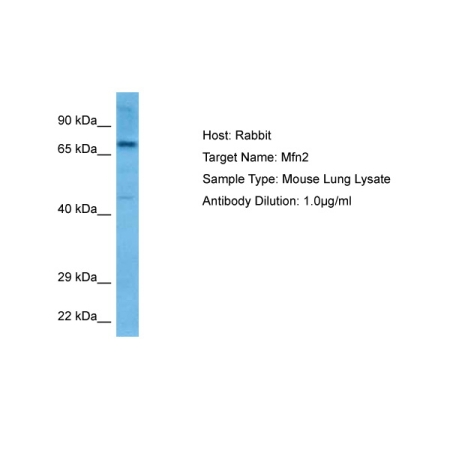 Mouse Lung