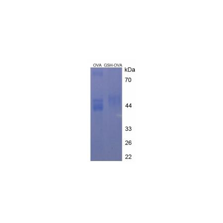 SDS-PAGE